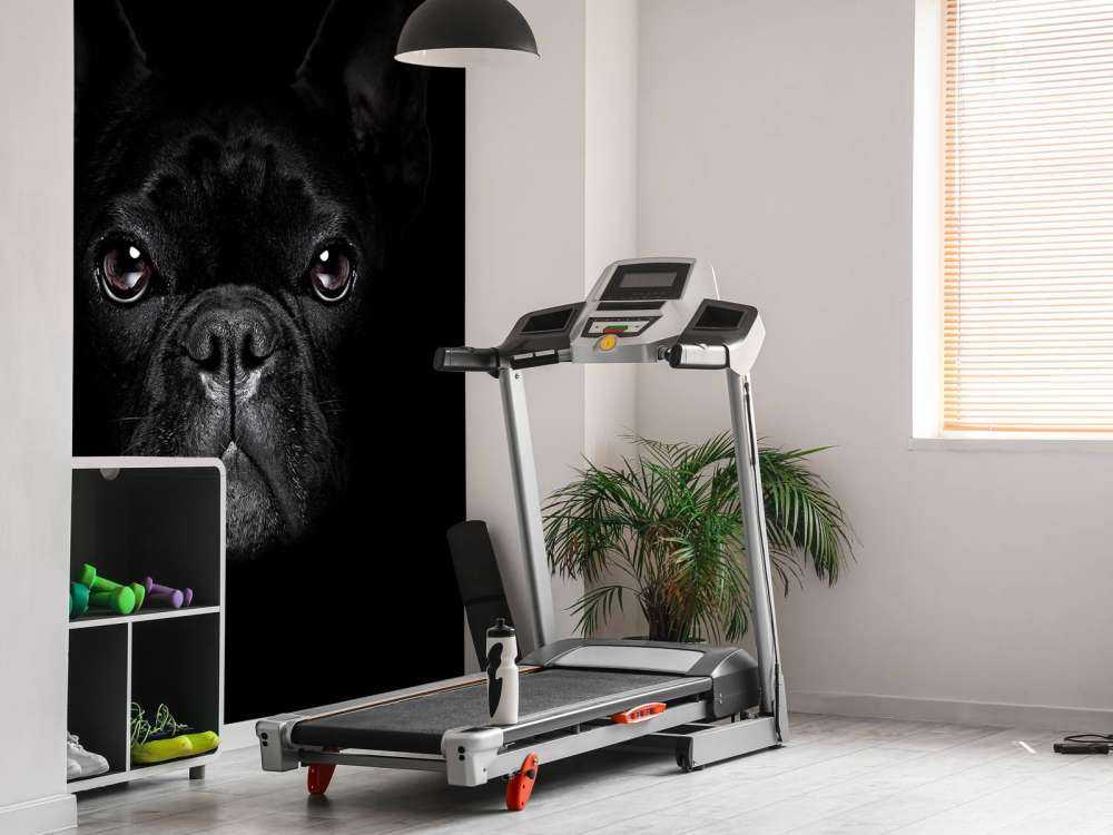 Schattige bulldog met een zwarte achtergrond