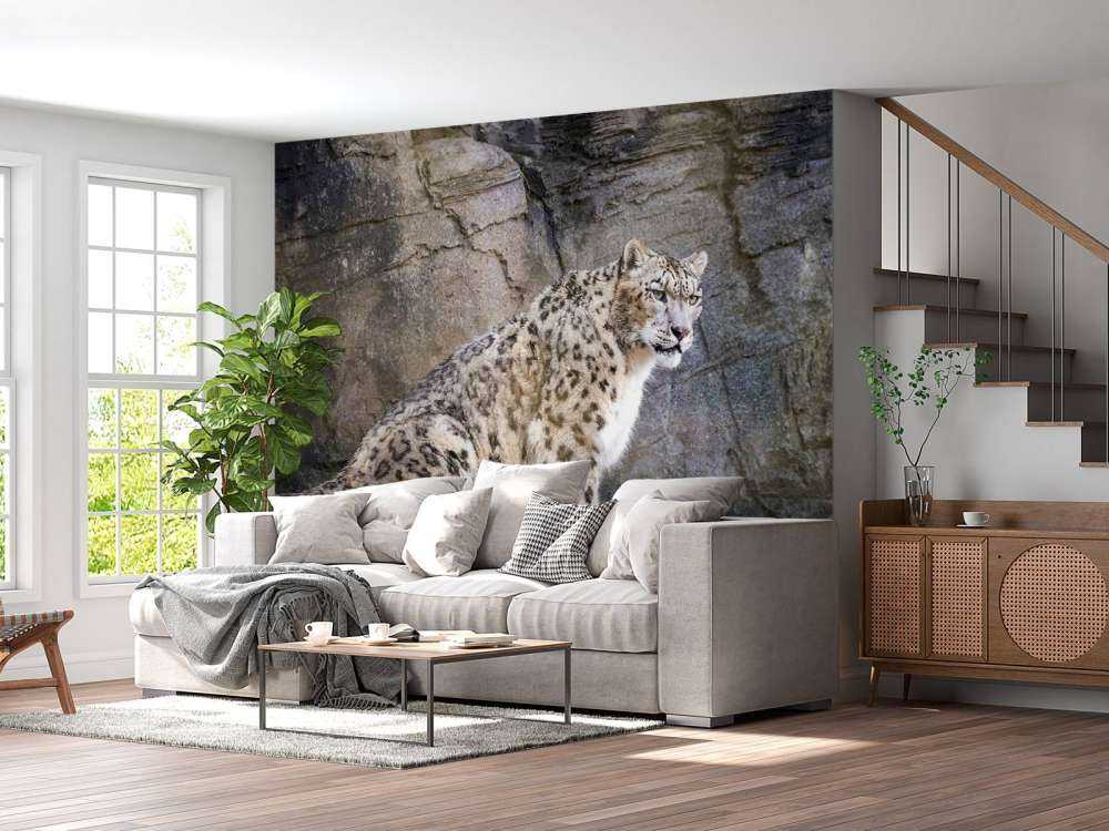 Volwassen sneeuwluipaard op een rots