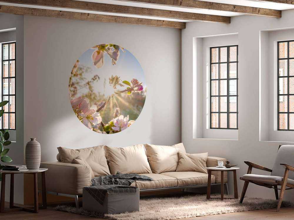 Felle Zon achter Bloesem takjes