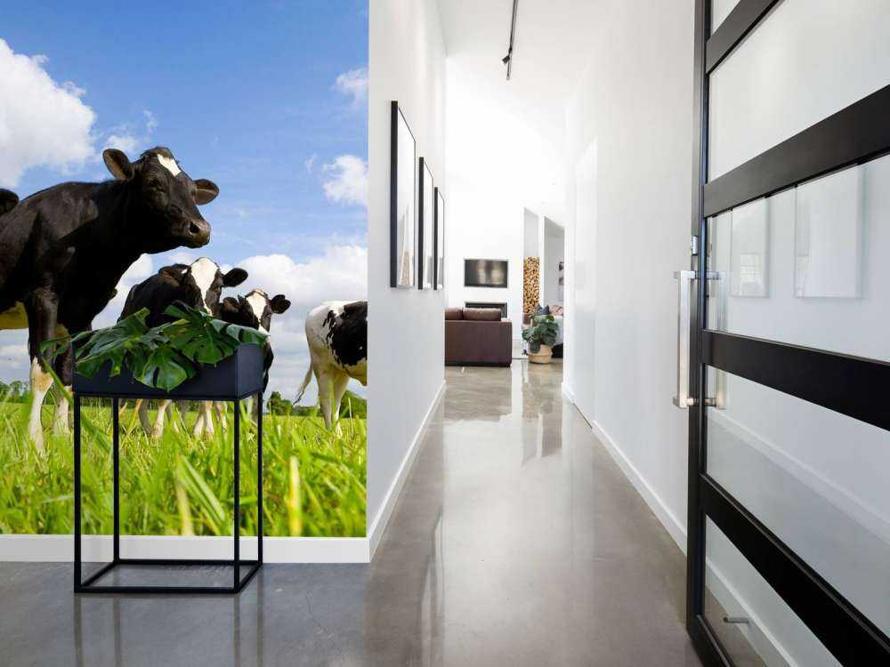 Holstein Koeien in de weide