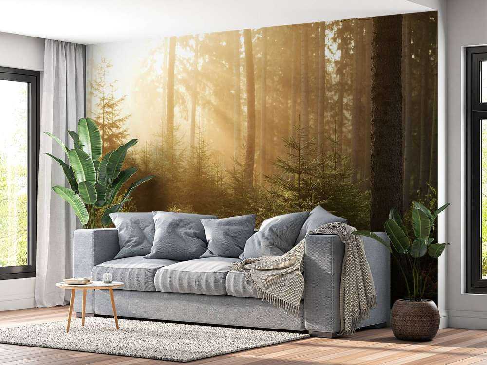 Zonnestralen door het bos