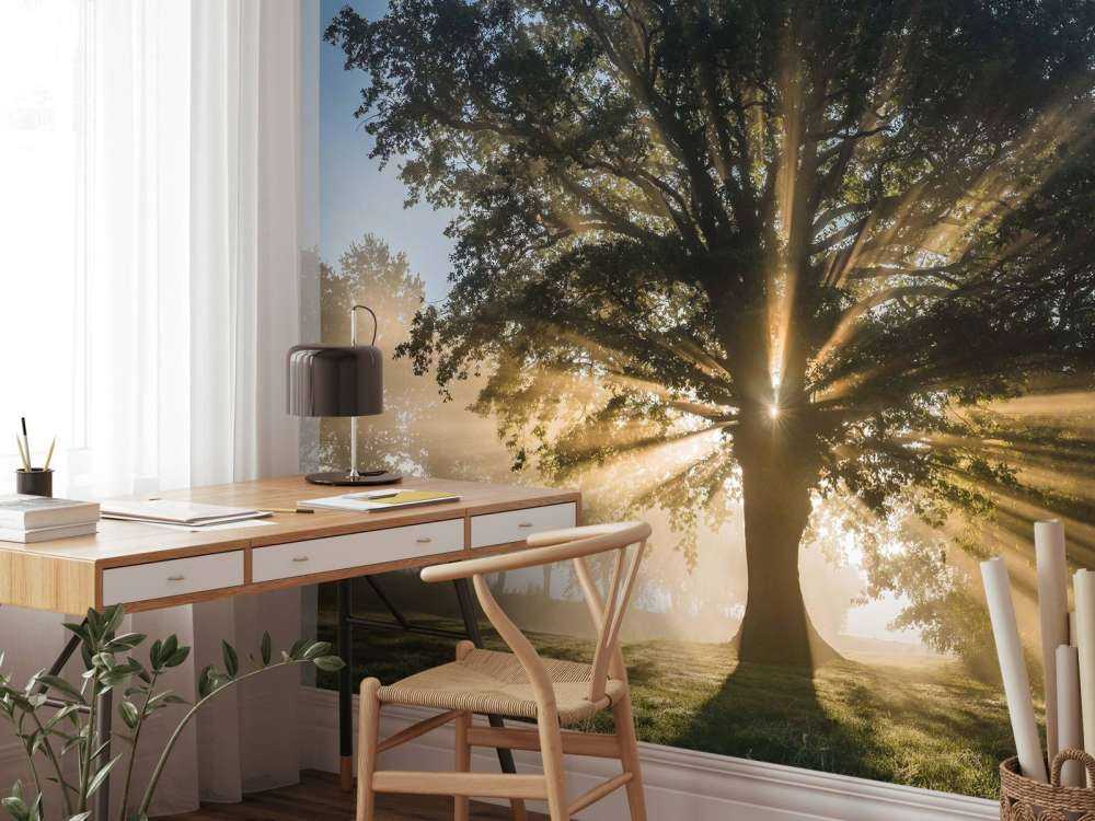 Zonnestralen door de Oude Eik