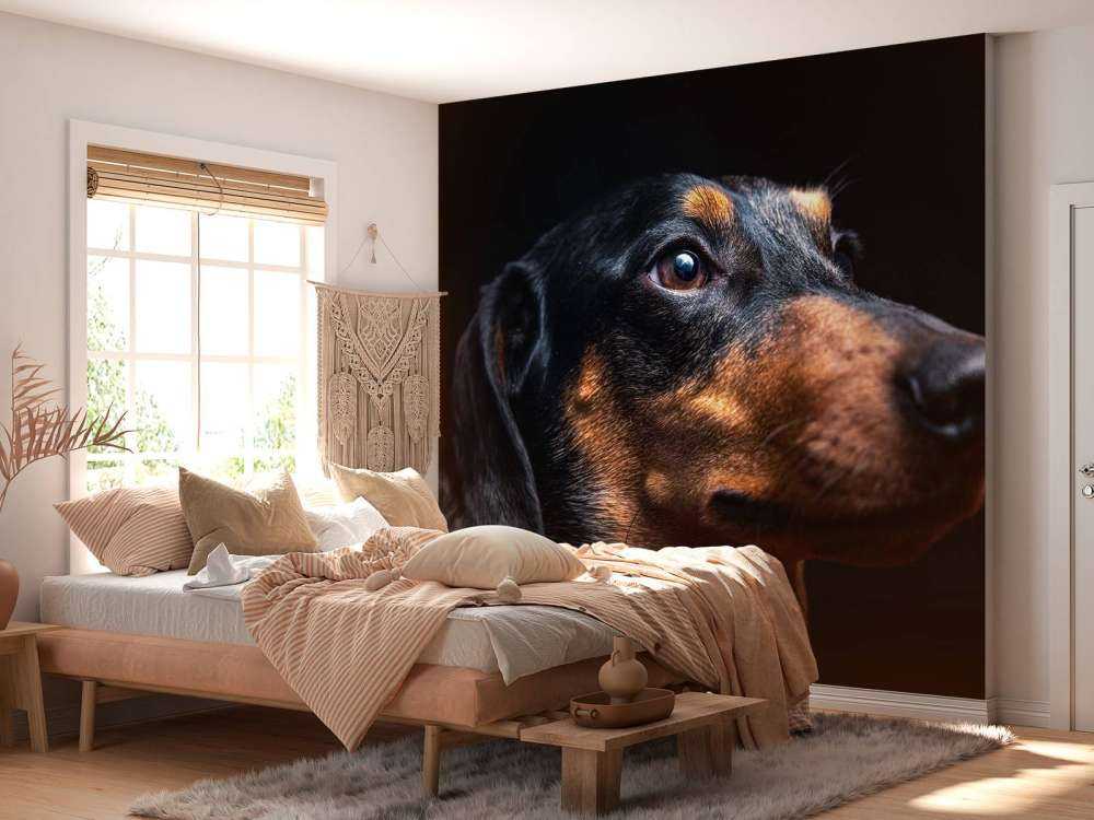 Portret van trotse teckel