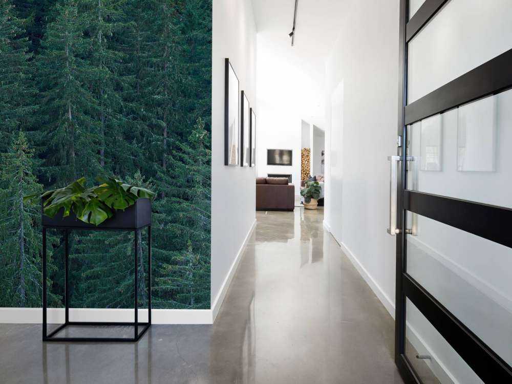 Naaldbomen met dennenappels