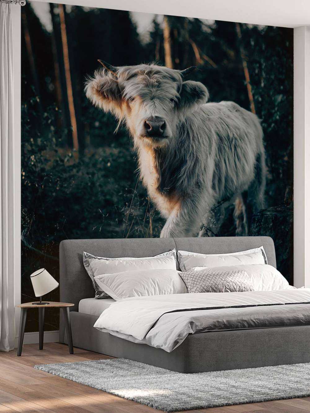 Schotse hooglander jong