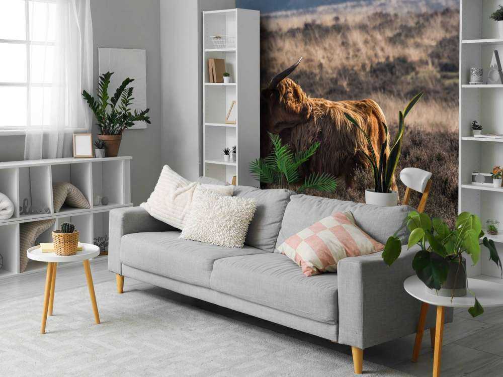 Schotse Hooglander in het wild