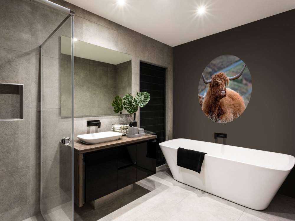 Schotse Hooglanders in het gras