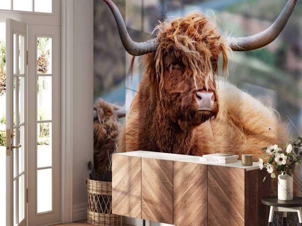 Schotse Hooglanders in het gras