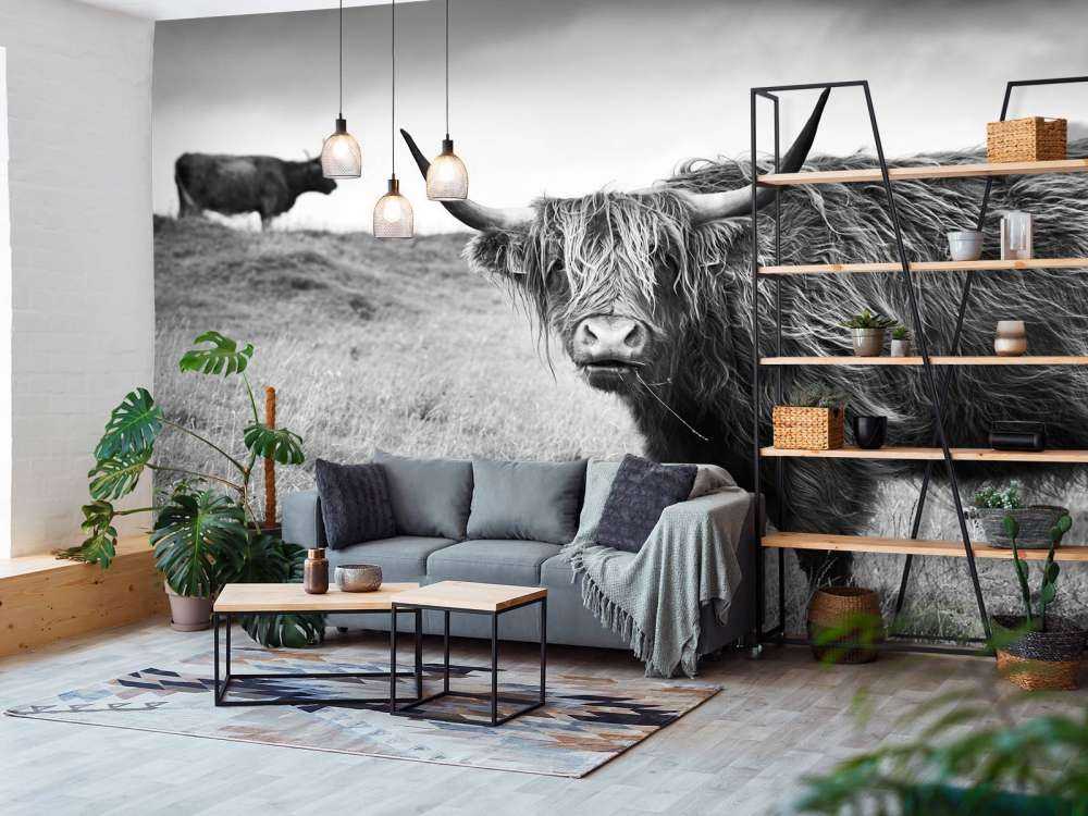 Schotse Hooglanders in zwart-wit