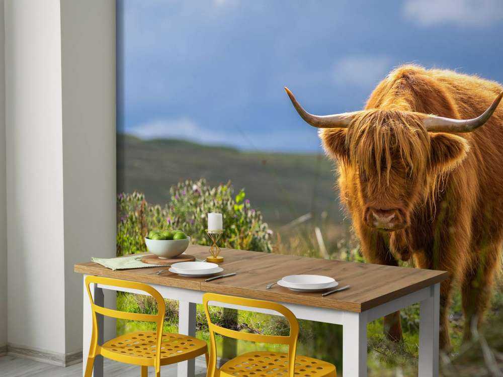 Hooglander in de weide