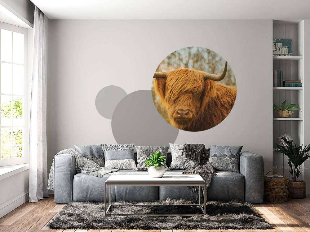 Schotse Hooglander bij zonsopkomst