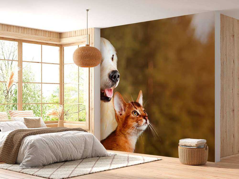 Hond en kat kijken naar boven