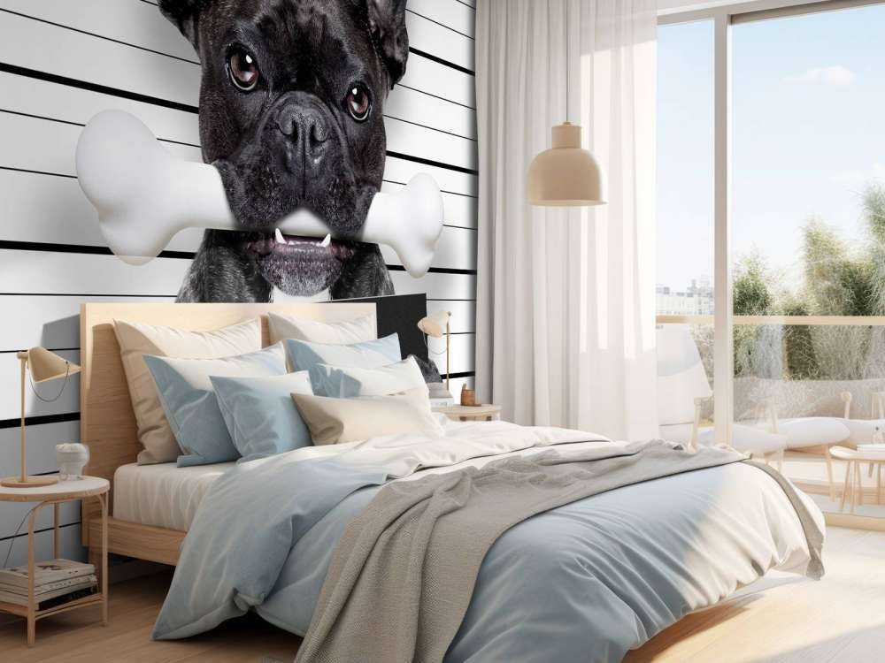 Franse Bulldog in de gevangenis