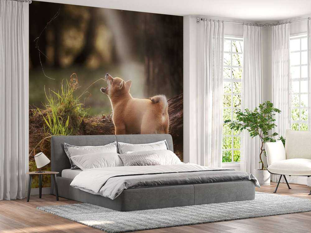 Shiba Inu in het bos