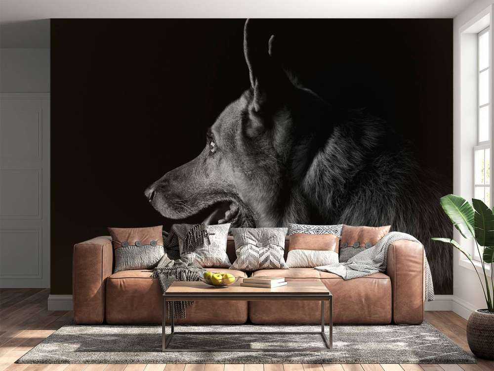 Duitse herdershond met een zwarte achtergrond