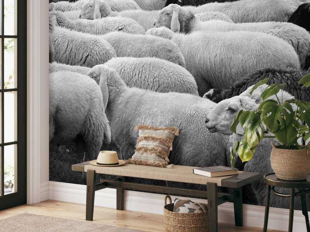 Zwart en witte schapen