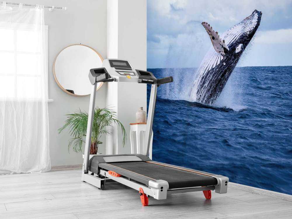 Springende walvis
