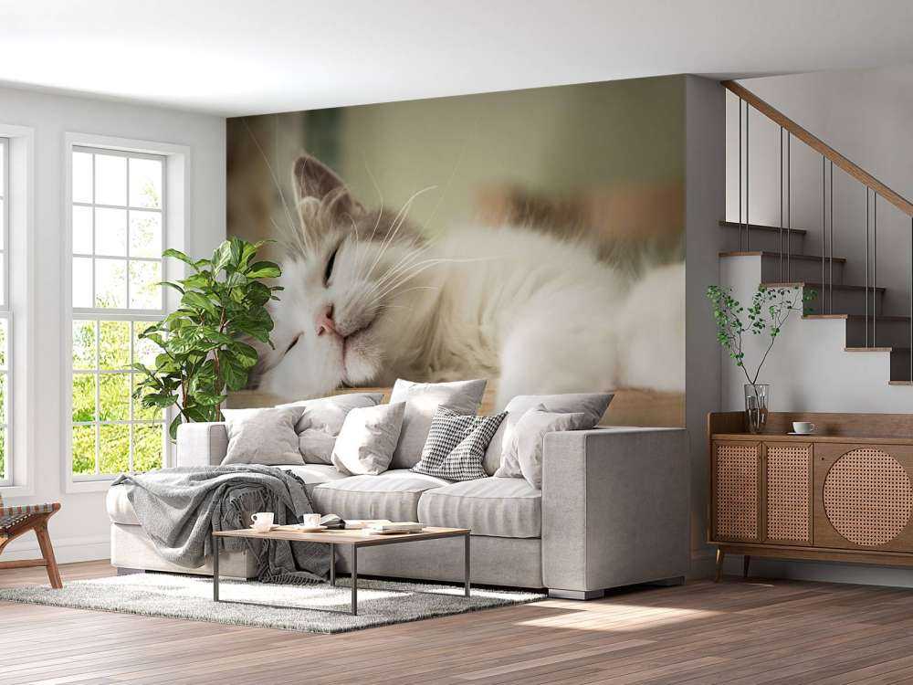 Close-up van een slapende kat