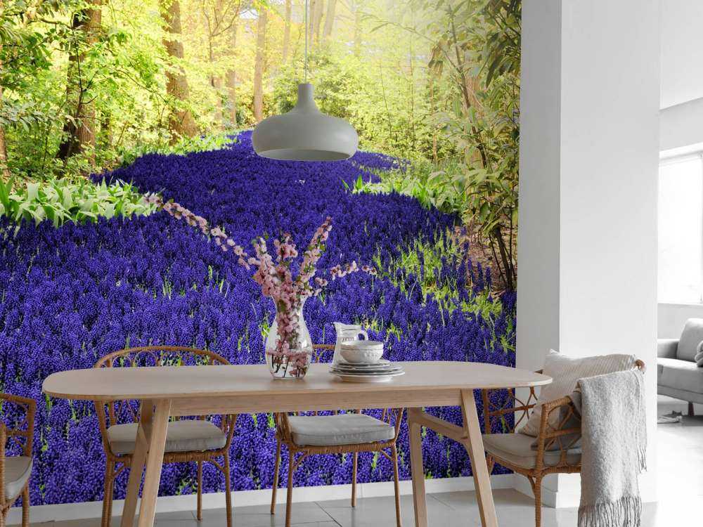 Paarse muscari in de Keukenhof tuinen