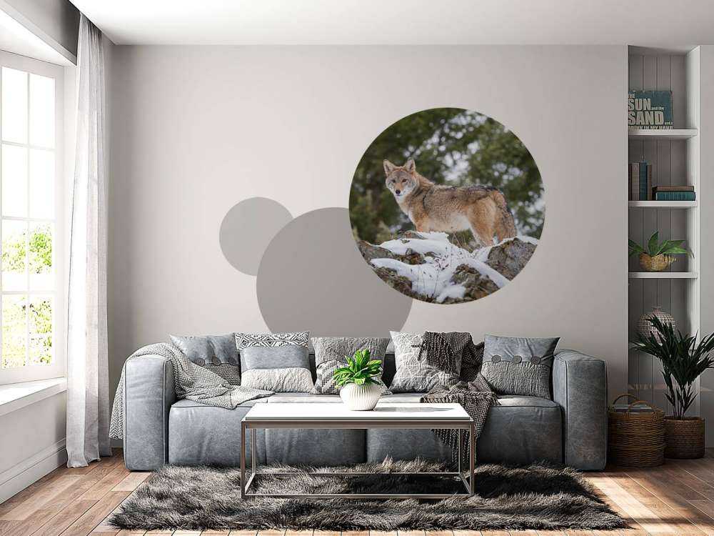 Een coyote in de winter