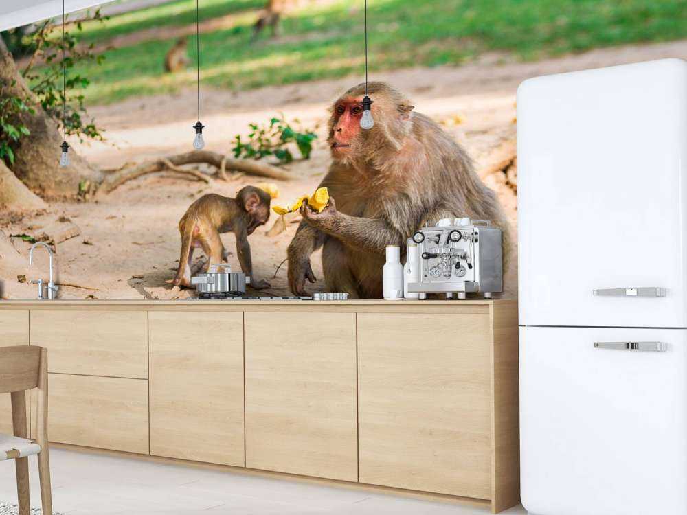 Moeder aap geeft haar kindje te eten