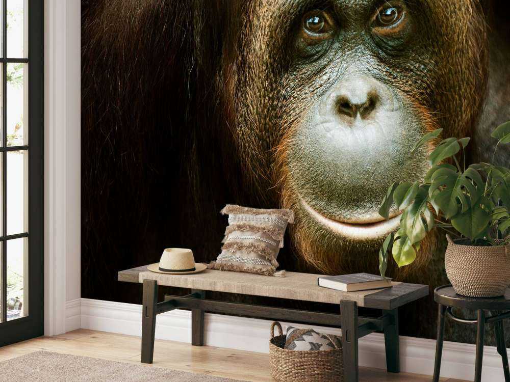 Orang-oetan met een zwarte achtergrond