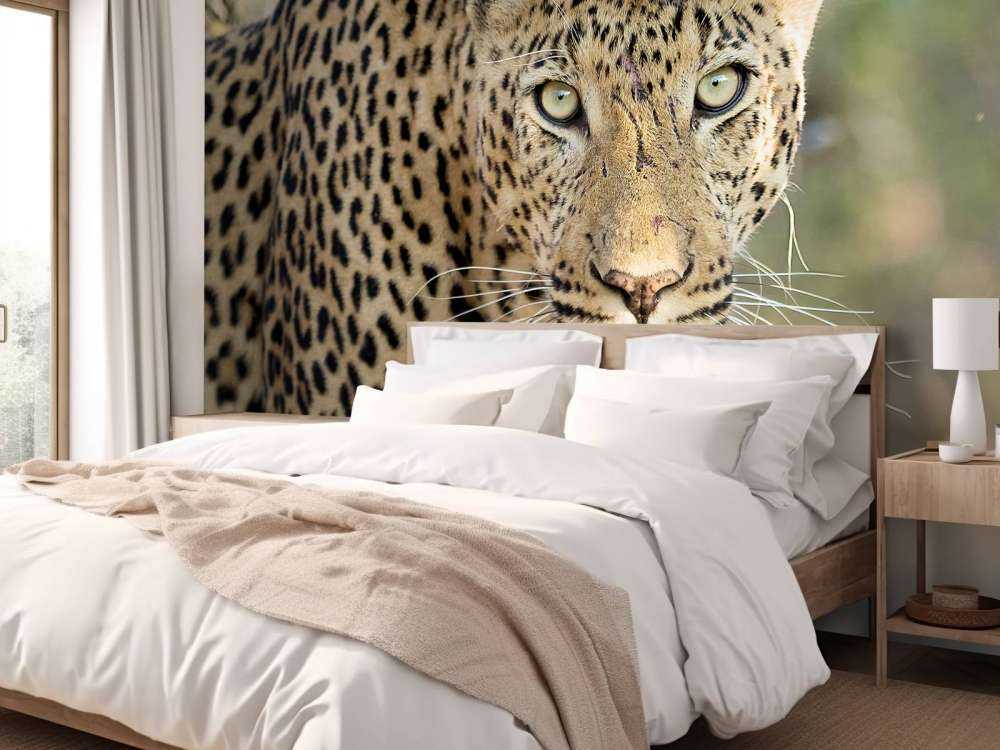 Portret Luipaard in Zuid-Afrika