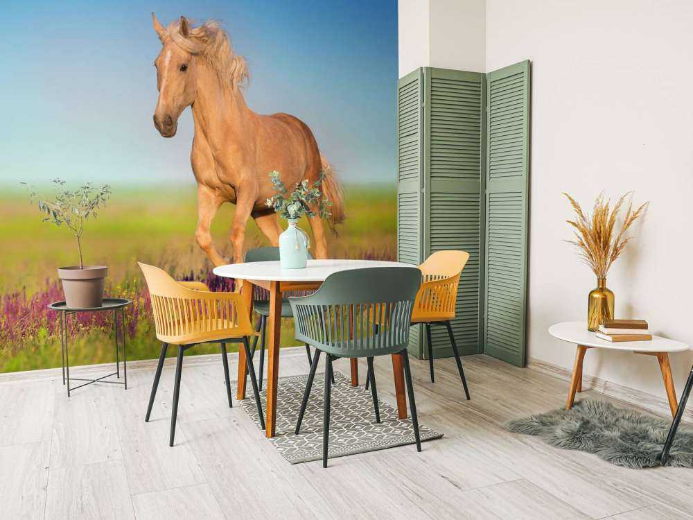 Cremello Paard in weide