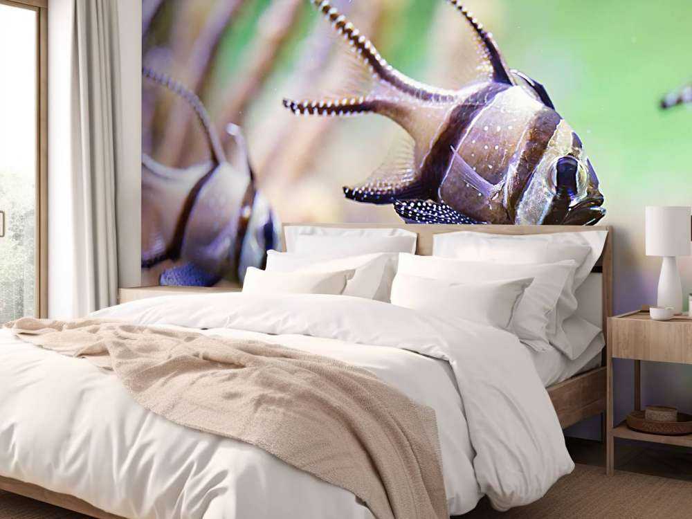 Banggai kardinaalvissen