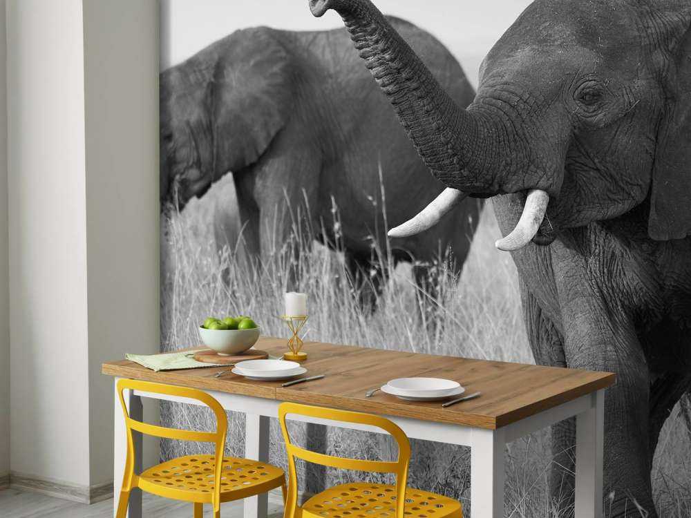 Olifanten in zwart-wit