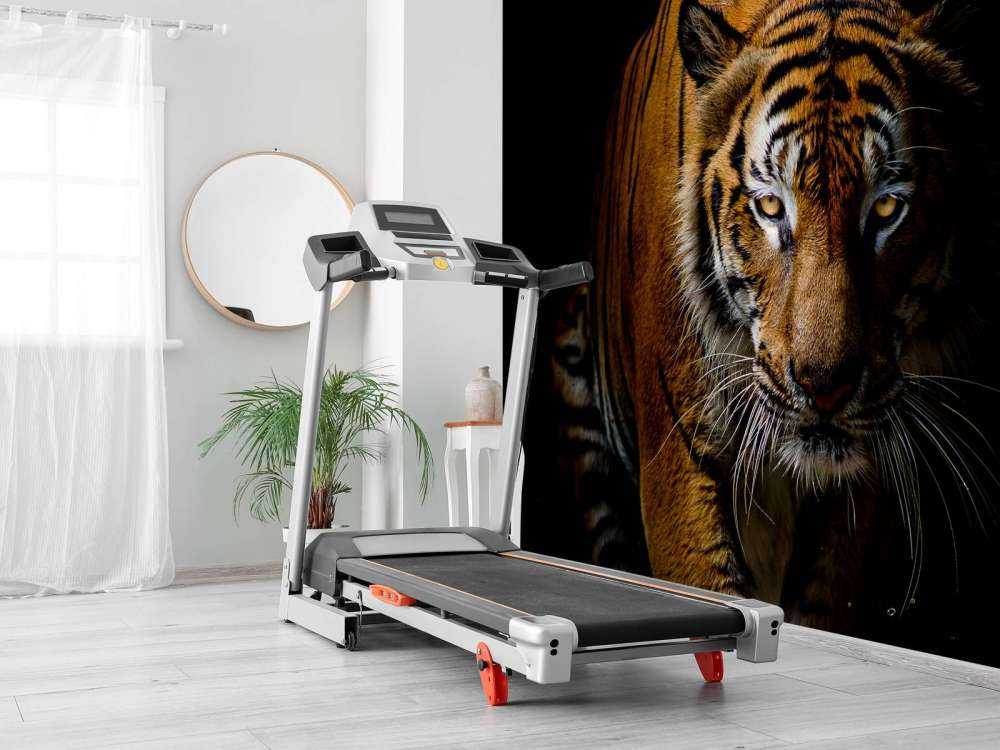 Tijger met een zwarte achtergrond