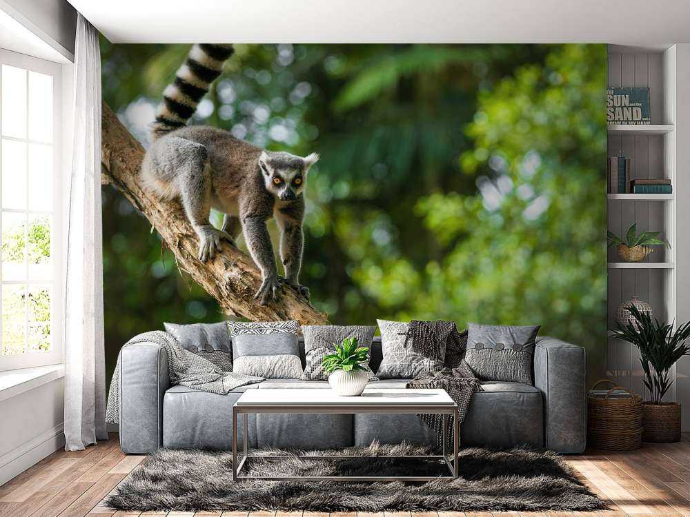 Ringstaart aap in een boom