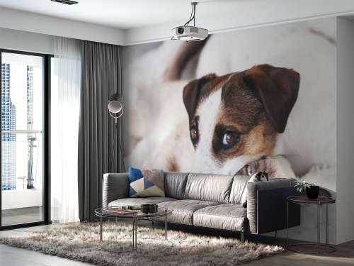 Hond en kat
