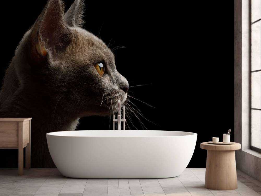 Schattig katje met een zwarte achtergrond