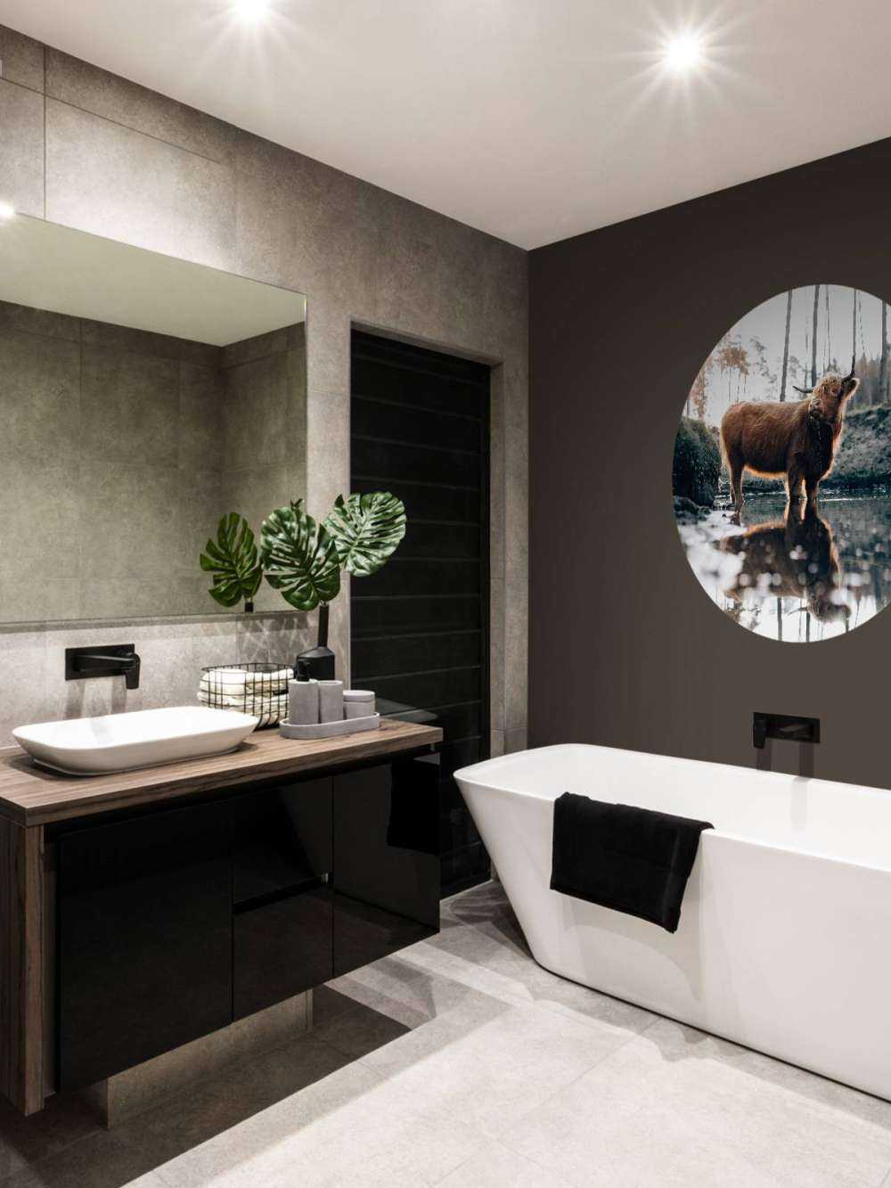 Schotse hooglander in het water