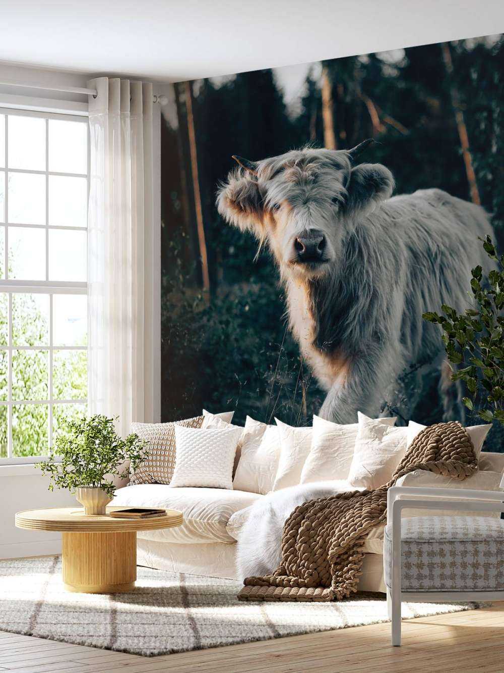 Schotse hooglander jong