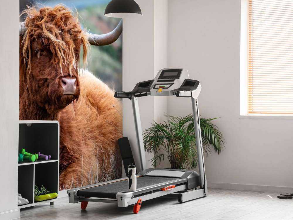 Schotse Hooglanders in het gras