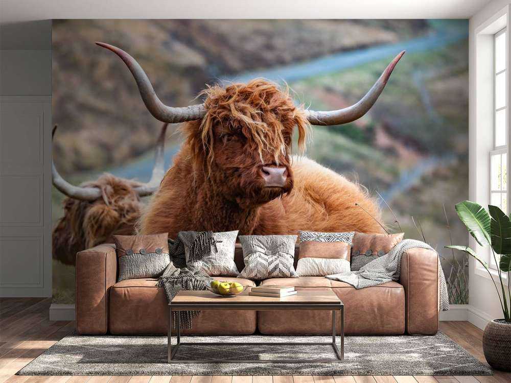 Schotse Hooglanders in het gras