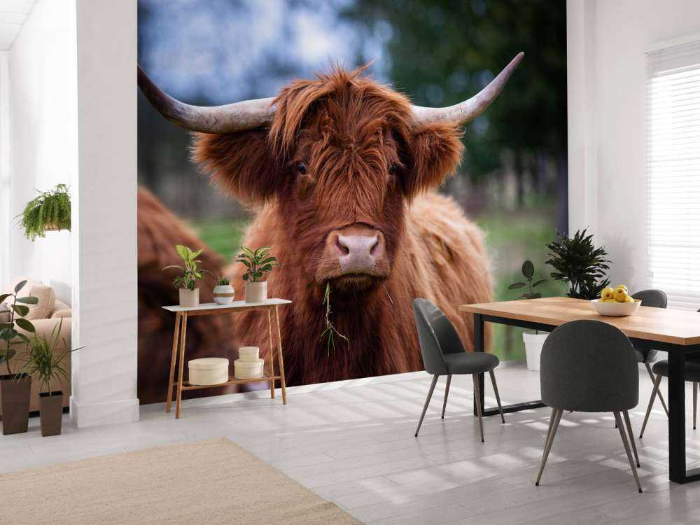 Bruine Hooglander van dichtbij