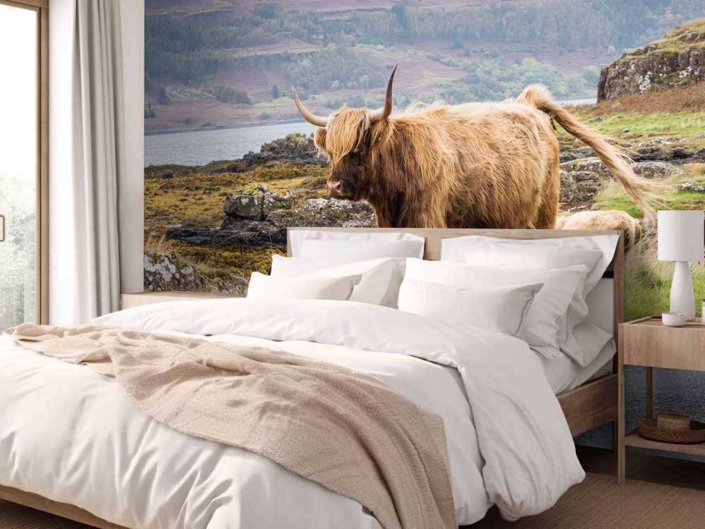 Schotse Hooglander op Mull