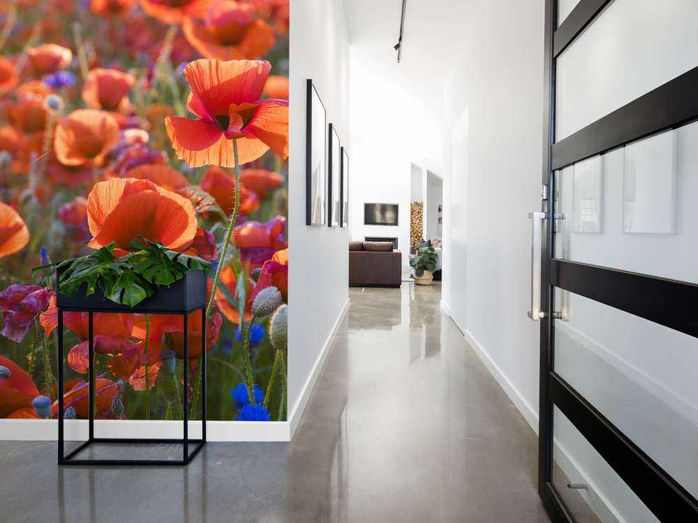 Klaprozen in het avondlicht