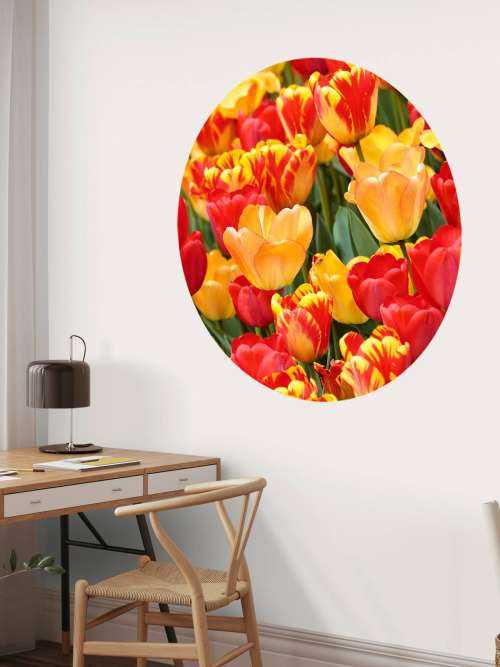 Gekleurde tulpen