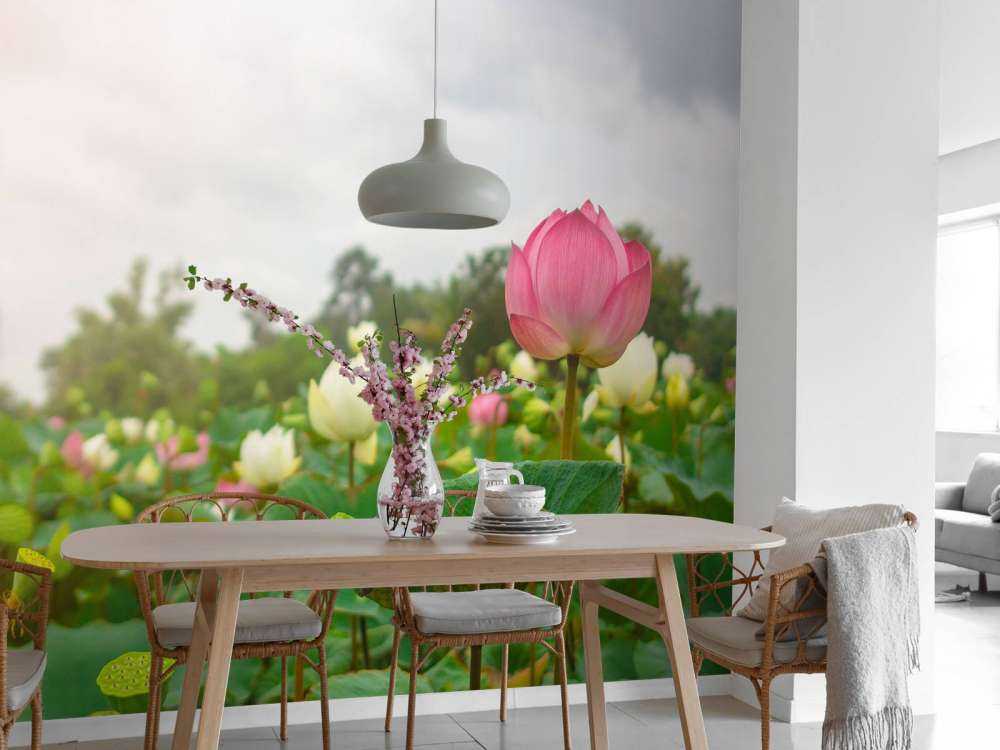 Roze en witte lotusbloemen