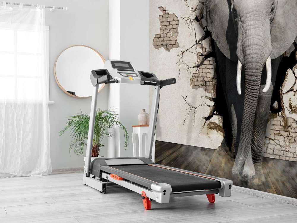 3D Olifant uit de muur