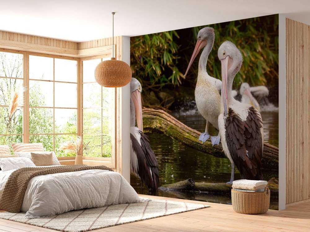 Australische pelikanen