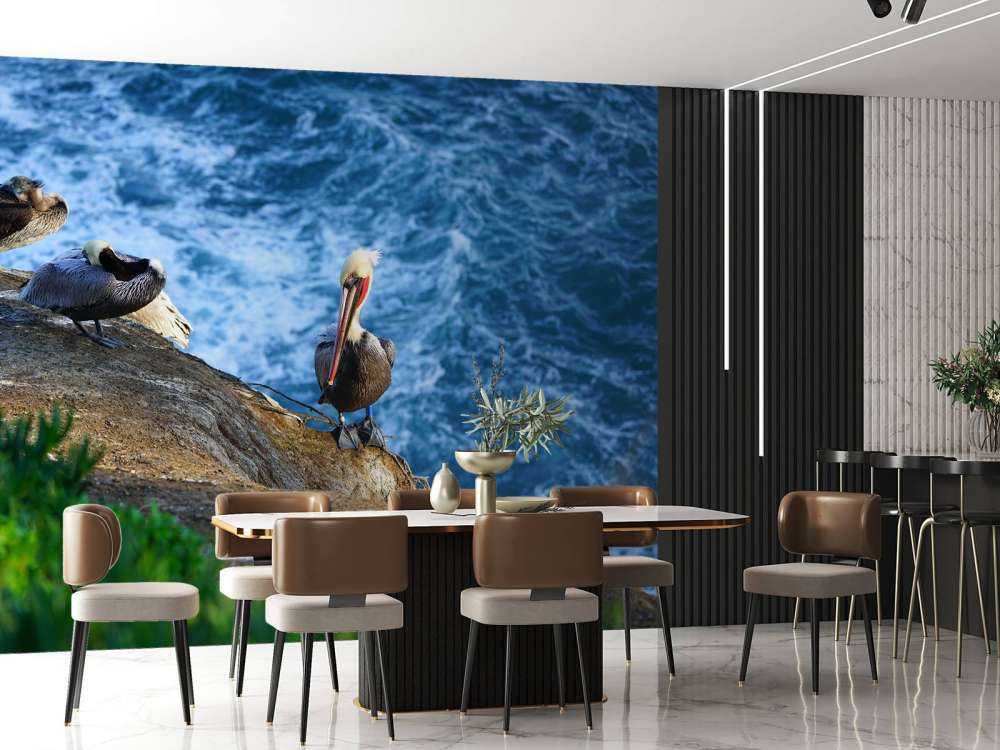 Californische pelikanen