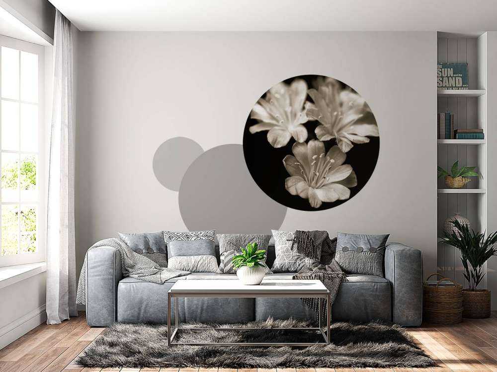 Lewisia bloesem close-up