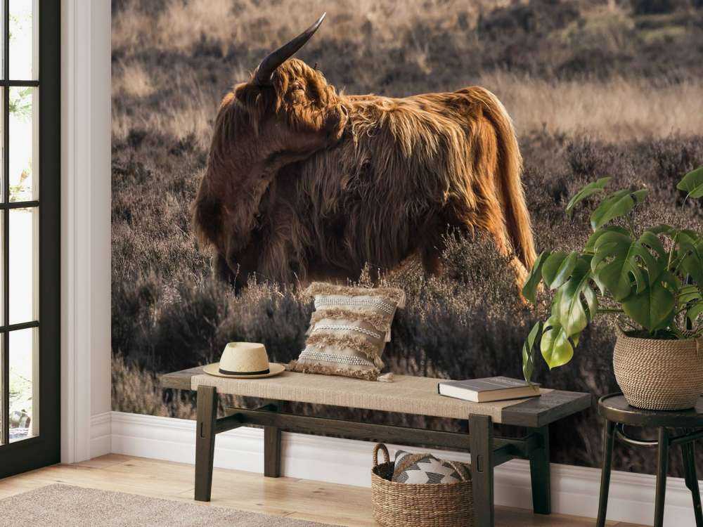 Schotse hooglander in het wild