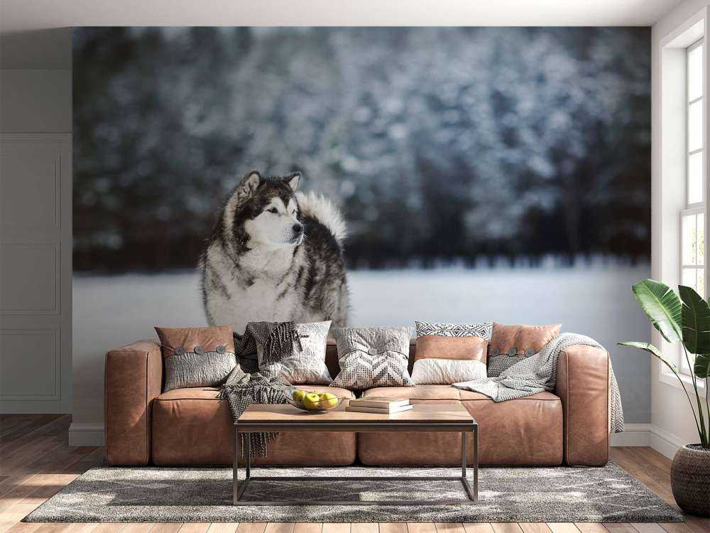 Alaska-malamute in de sneeuw