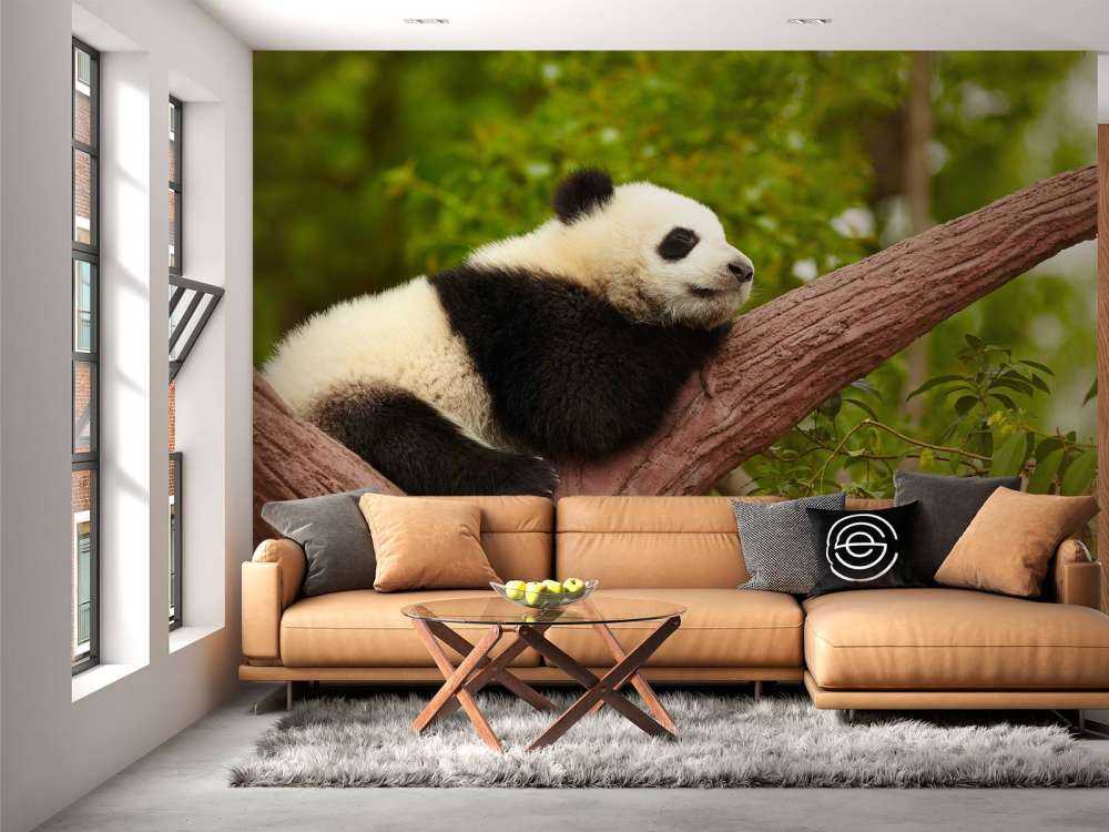 Slapende panda in een boom